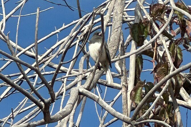 2 Hours of Mindful Bird Watching near Denver - Meet Jane and Learn Birding the Way It’s Supposed to Work