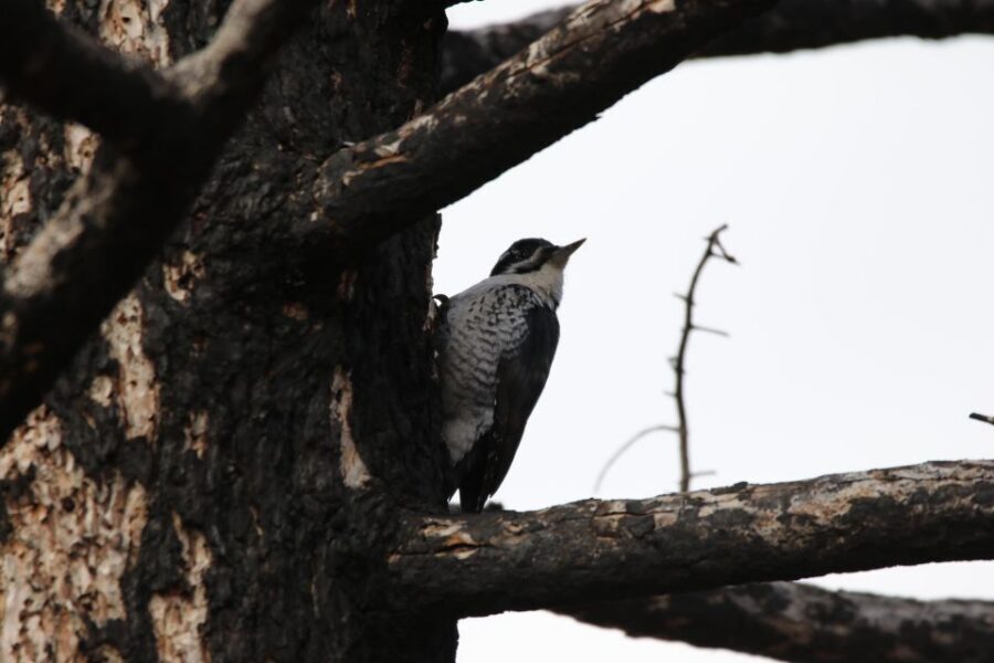 Birding Hike and Hot Spring Soak from Denver - Terrain, Timing, and Who This Tour Fits Best