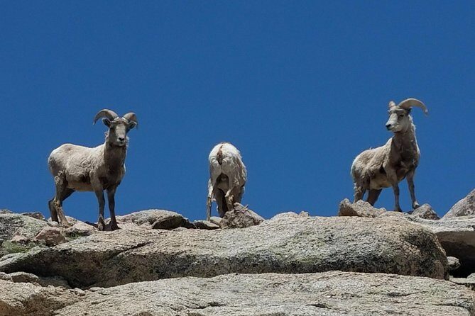 Colorado Gold Rush Mountain and Mine Half-Day Tour from Denver - Into the Rocky Mountains: Clear Creek, Canyon Walls, and Gold Rush Footsteps