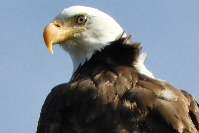 Colorado's Birds of Prey Full-Day with Lunch - Key highlights you’ll feel during the day