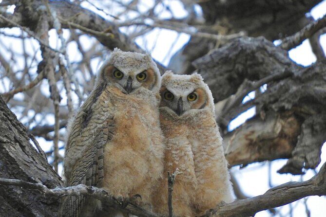 Colorado's Birds of Prey Full-Day with Lunch - How the Denver natural-areas route is built around spotting raptors