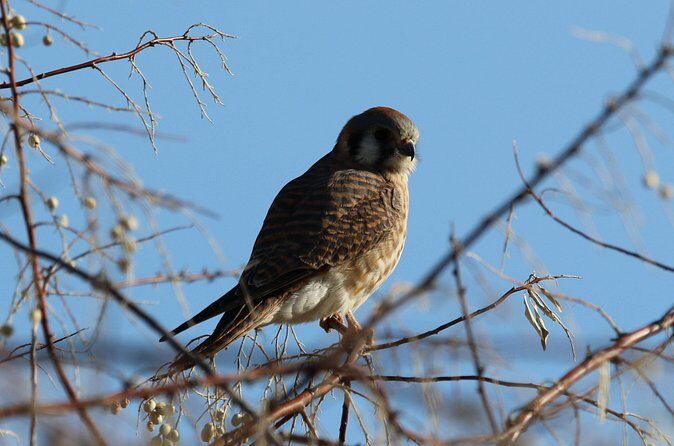 Colorado's Birds of Prey Full-Day with Lunch - What your expert guide teaches: behavior, ecology, and practical watching skills