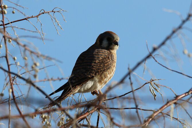 Colorado's Birds of Prey Full-Day with Lunch - The picnic lunch setup keeps you in the field longer
