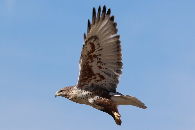 Colorado's Birds of Prey Full-Day with Lunch - Ryan’s guiding style: professional, enthusiastic, and willing to tailor the day