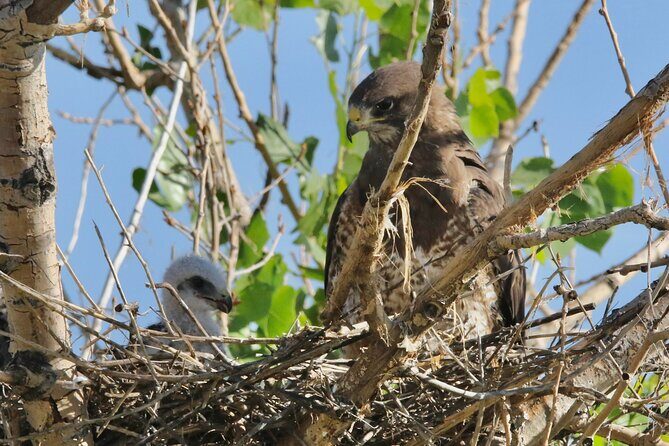 Colorado's Birds of Prey Full-Day with Lunch - Who should book this full-day birds-of-prey tour near Denver