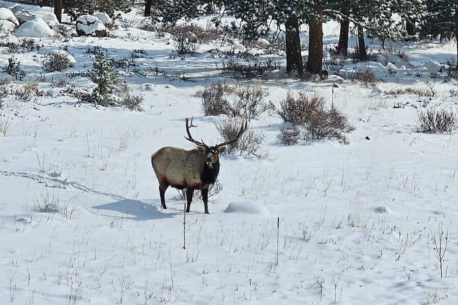 Denver/Boulder: Rocky Mountain National Park Tour - The drive itself: alpine passes, small towns, and built-in photo moments