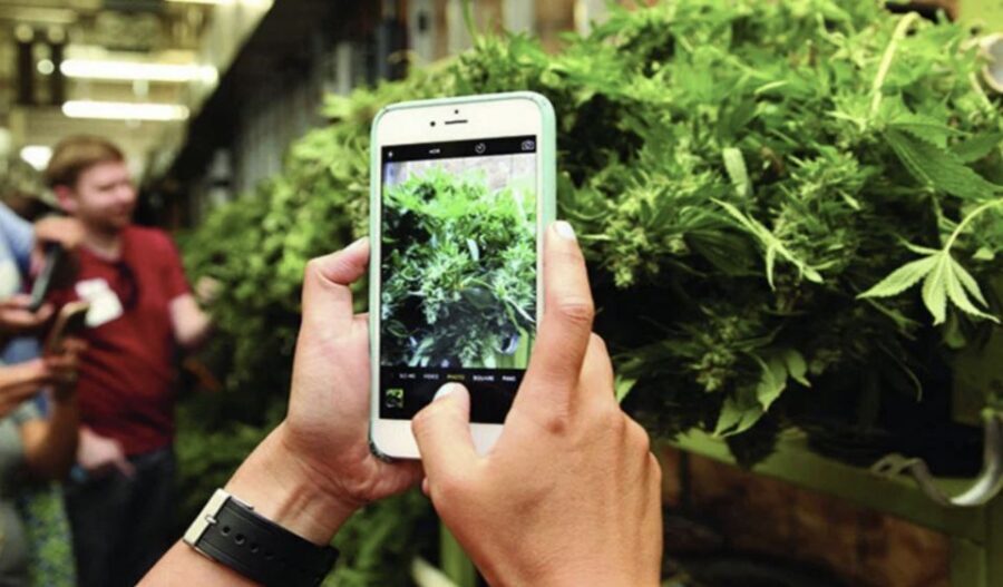 Denver: Cannabis Tour with Grow Facility Access - Two Dispensary Stops: How to Shop Smarter on a Guided Route