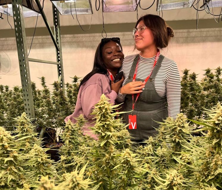 Denver: Cannabis Tour with Grow Facility Access - Comfort and Practical Prep: What to Bring and How to Show Up
