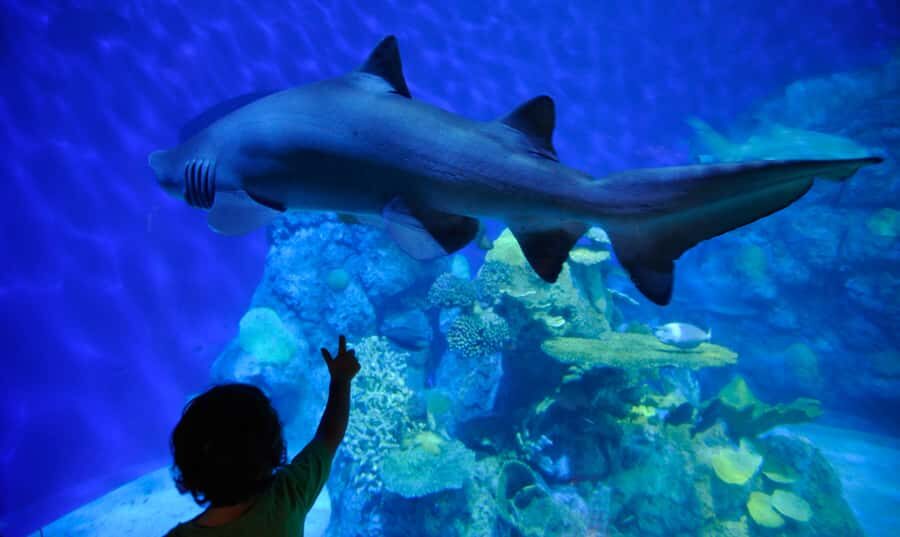 Denver: Downtown Aquarium All-Day Pass - Key Things I Think You’ll Notice Fast