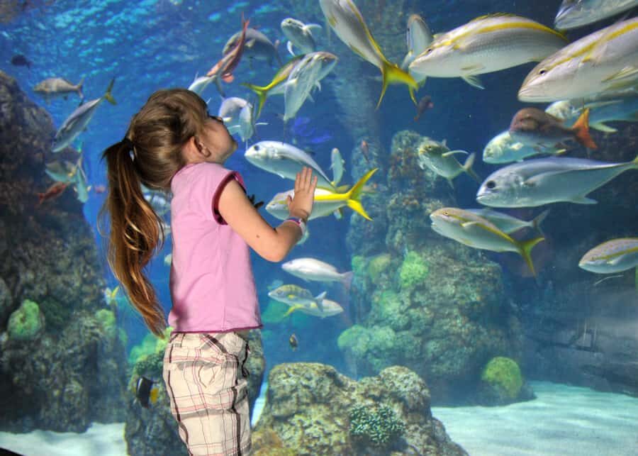 Denver: Downtown Aquarium All-Day Pass - What the Downtown Aquarium All-Day Pass Really Gets You