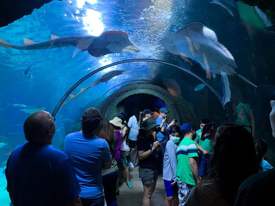 Denver: Downtown Aquarium All-Day Pass - The Exhibits That Make It Feel Like More Than One Tank