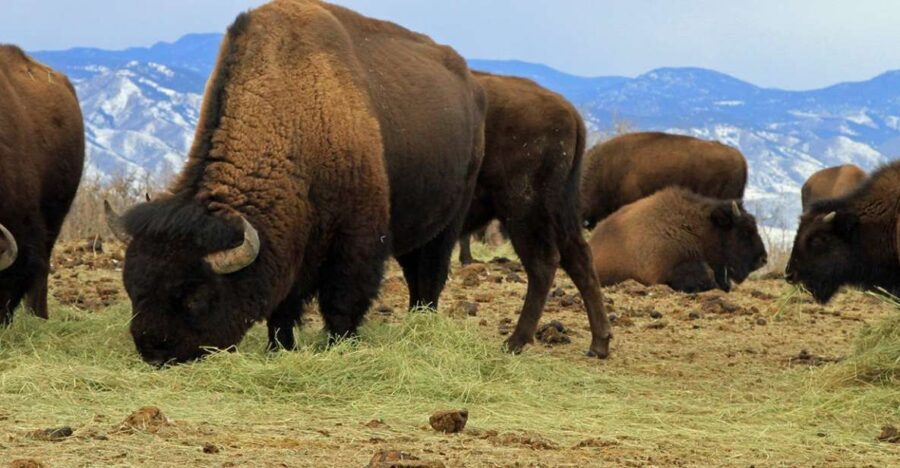 Denver: Get High on a Mountain Tour with Sunset Views - Lookout Mountain and the Lariat Loop: Wildlife and Wide Views
