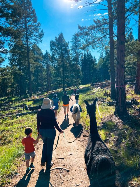 Denver: Llama Hike in the Rocky Mountains - Key things to know before you go