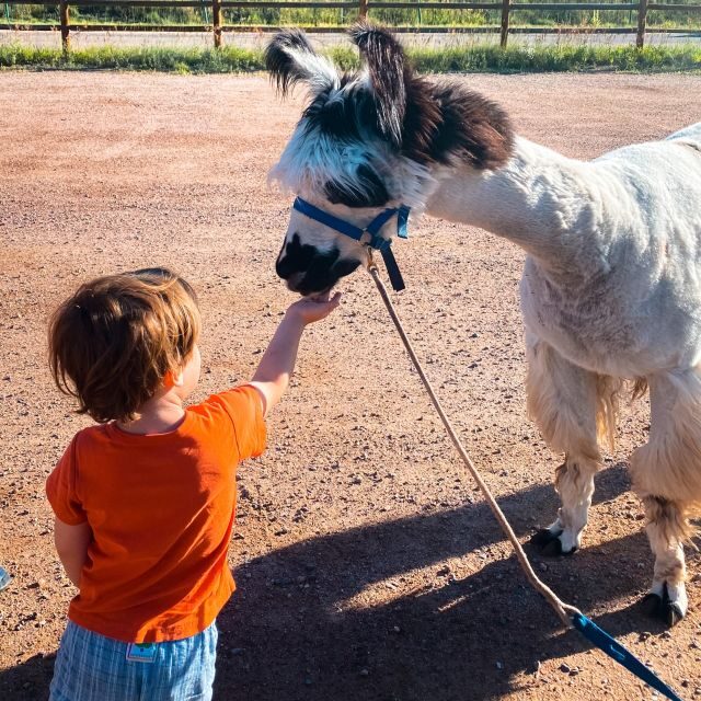 Denver: Llama Hike in the Rocky Mountains - How the llama leading works (and who can do it)
