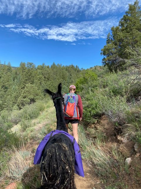 Denver: Llama Hike in the Rocky Mountains - The hike itself: 3 miles of foothills at about 8,300 feet