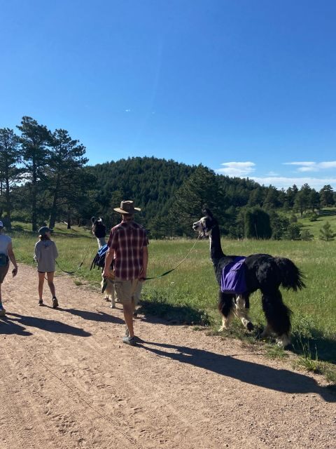 Denver: Llama Hike in the Rocky Mountains - Llama companions: why two animals change the whole vibe