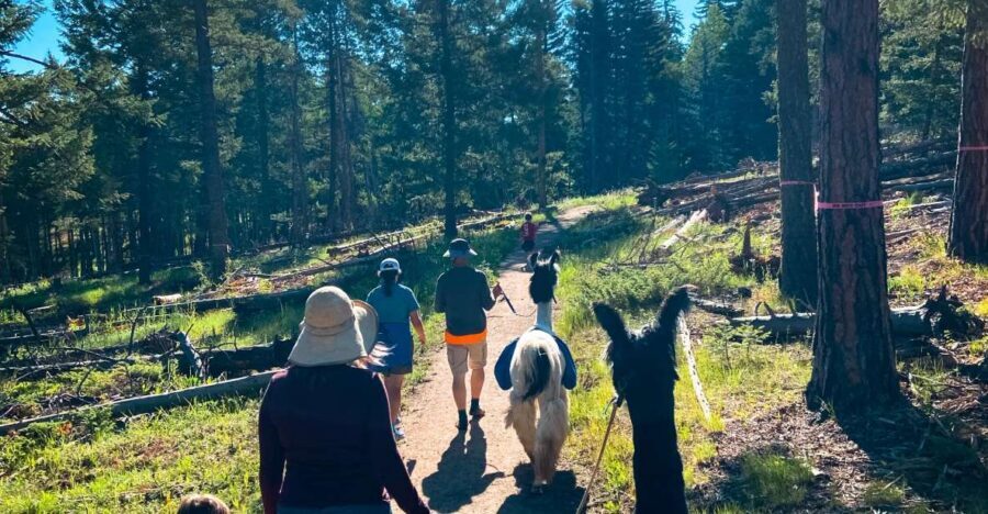 Denver: Llama Hike in the Rocky Mountains - Morning flow: meeting the guides and getting llama-ready
