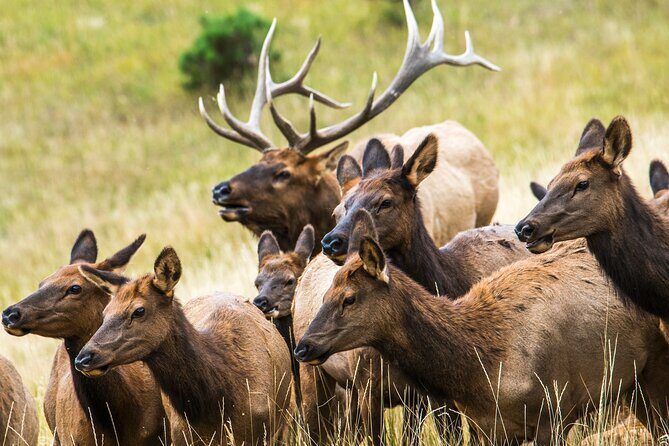 Discover Rocky Mountain National Park - Rocky Mountain National Park: How the Stop Plan Helps You Spot Wildlife