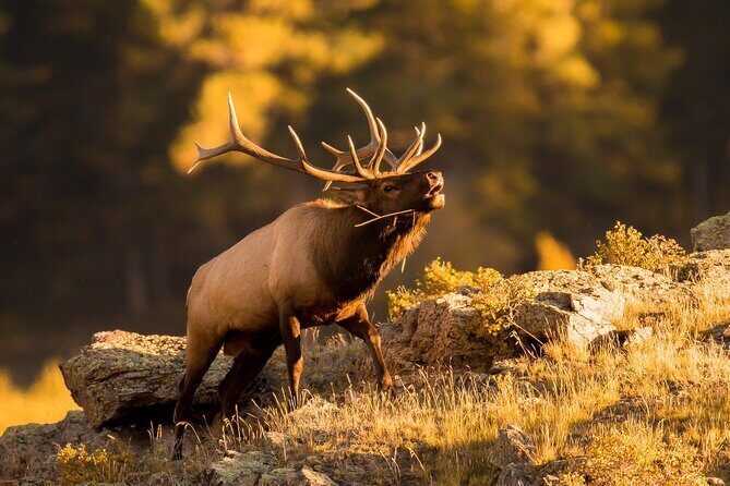 Discover Rocky Mountain National Park - Stanley Hotel View and Estes Park: Scenic Extras Without the Long Detour