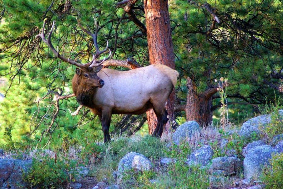 From Denver: Guided Hike in Rocky Mountain National Park - Rocky Mountain National Park without the car headache
