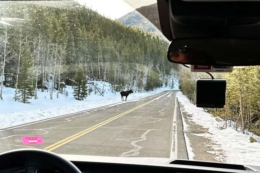 From Denver: Rocky Mountain Escape Tour - Wildlife Spotting: What You Should Do Differently