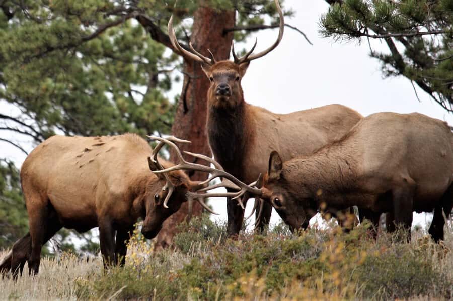 From Denver: Rocky Mountain National Park Day Trip and Lunch - Trail Ridge Road pull-offs: your best photo window