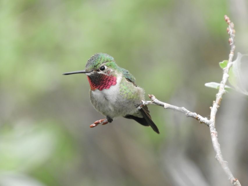 From Denver: Rocky Mountains Jeep Tour with Picnic Lunch - Birds, Pika, and Other Little Wins You Might Not Catch on Your Own