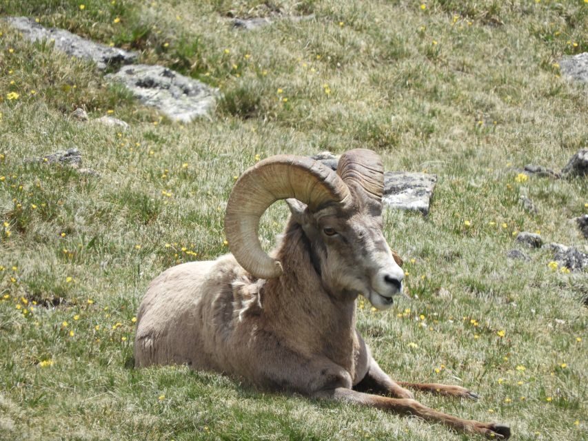 From Denver: Rocky Mountains Jeep Tour with Picnic Lunch - From Jeep to Alpine Tundra: What the On-Foot Part Really Means