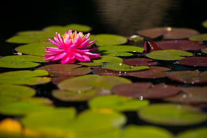 General Admission to Denver Botanic Gardens Ticket - Entering Denver Botanic Gardens: an urban oasis you can finish in one afternoon
