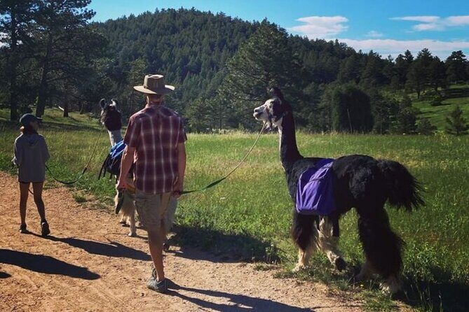 Guided Llama Hike in the Rocky Mountains - Llamas as practical hiking partners (and gentle companions)