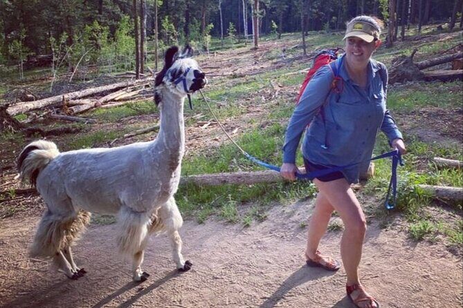 Guided Llama Hike in the Rocky Mountains - Scenery at 8:00 am: morning light, elk moments, and fall-color bonus