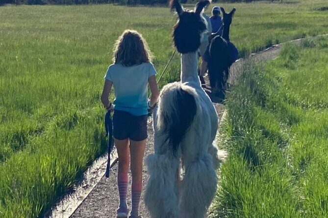 Guided Llama Hike in the Rocky Mountains - Price and value: what $150 buys you (and what it does not)