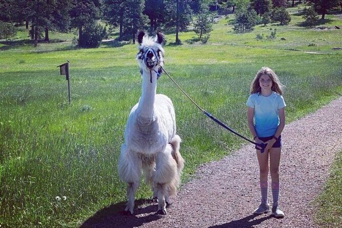 Guided Llama Hike in the Rocky Mountains - Should you book this guided llama hike in the Rockies?