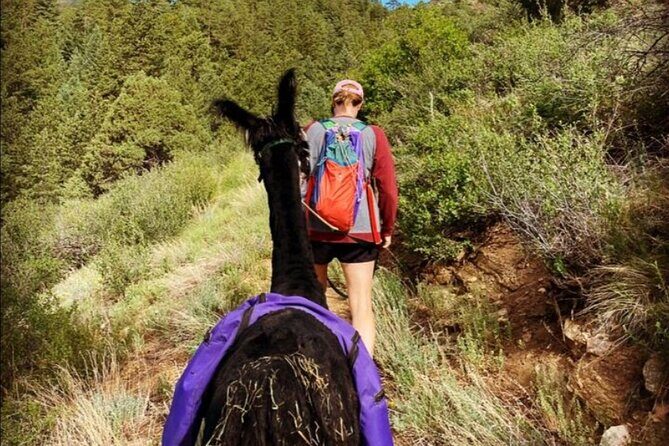 Guided Llama Hike in the Rocky Mountains - Guides Kara Olyowski and Brent: local plant facts plus ranch lore