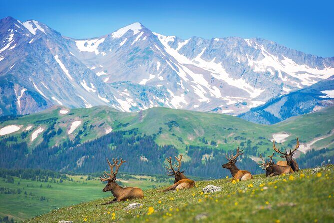 Private Birding Hike in Rocky Mountain National Park - Key Highlights You’ll Actually Feel During the Day