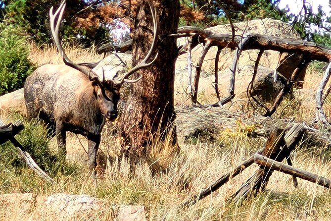 Private Birding Hike in Rocky Mountain National Park - The One Main Day-Goal: Wildlife Time in Rocky Mountain National Park