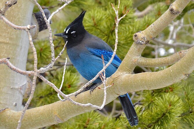 Private Birding Hike in Rocky Mountain National Park - How the Day Flows: Morning Drive, Hike Time, Picnic Lunch, Then Back