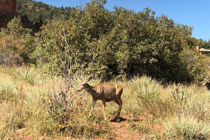 Private Colorado Springs Tour: Garden of the Gods and Pikes Peak - Your guide and the small decisions that upgrade the day