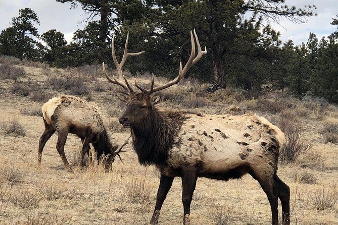 Private Day Tour From Denver to Estes Park and Rocky Mountain National Park - Boulder Falls and Pearl Street Mall If Time Allows