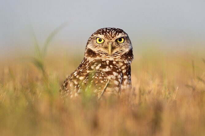 Private Nature Tour for Couples - Birding Stops for Eagles, Falcons, and Life Birds