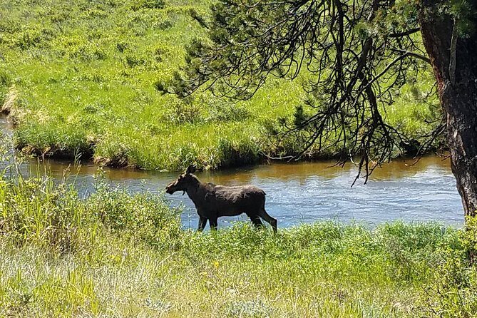 Rocky Mountain National Park in Summer Tour from Denver - Horseshoe Park picnic: the best kind of break, right where the air feels different