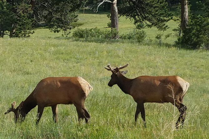 Rocky Mountain National Park in Summer Tour from Denver - Trail Ridge Road: the Continental Divide ride people remember