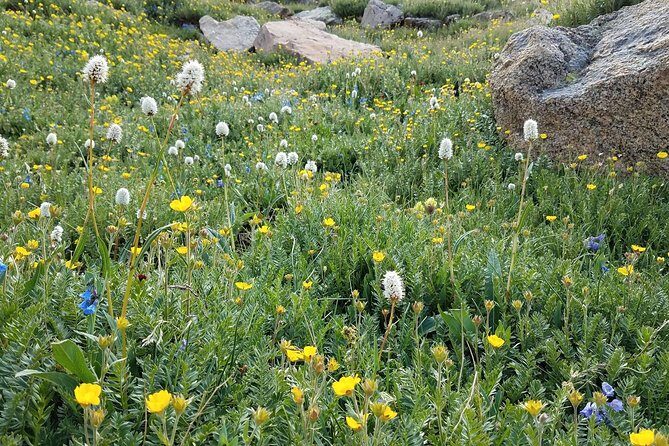Rocky Mountain National Park in Summer Tour from Denver - Rock Cut: a high overlook built for spotting small mammals