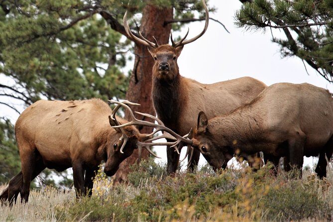 Rocky Mountain National Park Tour from Denver - Denver to the Rockies without a rental car: what makes this day trip work