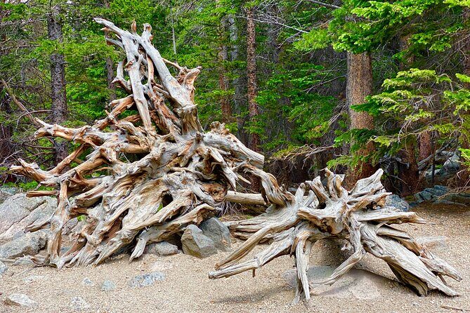 Rocky Mountain National Park Tour from Denver - Price and logistics: is $179 really fair for this day?