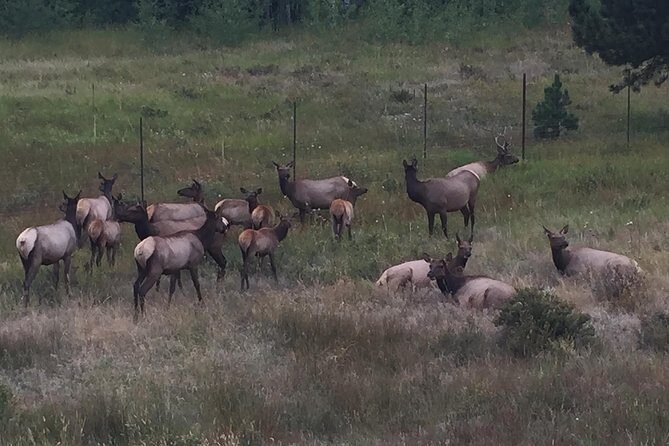Small-Group Tour of the Rocky Mountain National Park from Denver - Value check: what you pay for (and what you still need to bring)